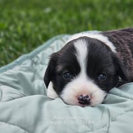 Sapphire - Brindle and white female American Corgi puppy in Boise, Idaho from Porter Creek Corgis