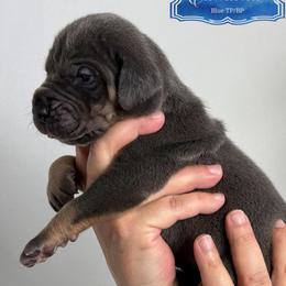 Edmund - Blue Tanpoint - Blue male Great Dane puppy in Morton, Illinois from That Gurl K9s