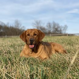 Bryar - Labrador Retriever