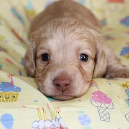 Tatum - Cream male Dachshund puppy in Staley, North Carolina from Langley Farms Dachshunds
