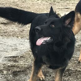 Blade - German Shepherd