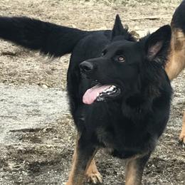 Blade - German Shepherd