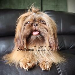 Peaches - Shih Tzu