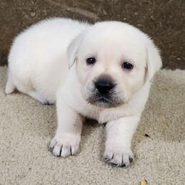 Peter - Yellow male Labrador Retriever puppy in Middleburg, Pennsylvania from Countrylanes labs