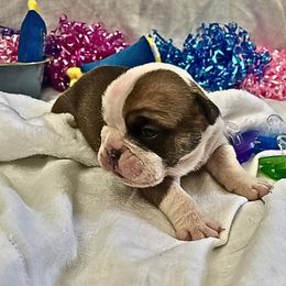 Peppa - Brindle female Bulldog puppy in Tremonton, Utah from Snuggle Pups