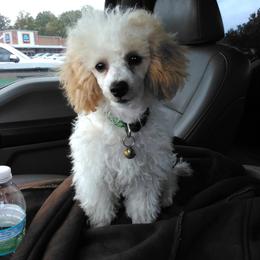 Monty - Parti male Poodle puppy in Hurricane Mills, Tennessee from Scenic Hills Kennels
