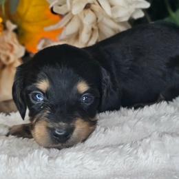 Indigo - Black and cream male Dachshund puppy in Lakeland, Florida from Buckwild Doxies