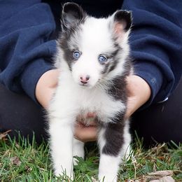 Rottweiler and Toy Shetland Sheepdog Puppies from Mountain High Kennels