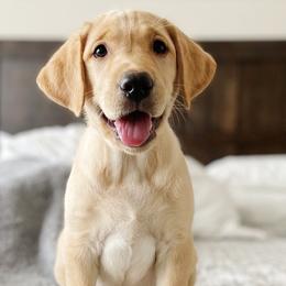 Labrador Retriever Puppies from Knotty Creek Labradors