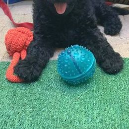 Goldendoodle Puppies from Luper Doodle LLC