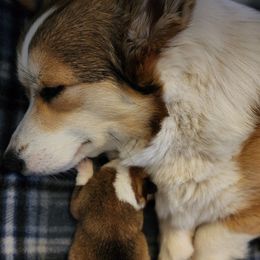 Pembroke Welsh Corgi Puppies from Corgis of Avalon