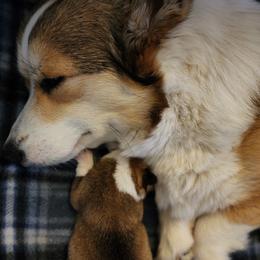 Pembroke Welsh Corgi Puppies from Corgis of Avalon