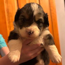 Daffodil - Black and tan female Pembroke Welsh Corgi puppy in Ghent, New York from Trowbridge Corgis