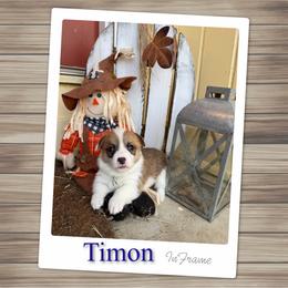 Timon - White and red male Pembroke Welsh Corgi puppy in Athens, Alabama from Southern Sass Corgis