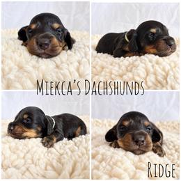 Ridge - Black and tan male Dachshund puppy in Orem, Utah from Miekca’s Dachshunds