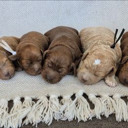 Girl 1 - Apricot female Labradoodle puppy in Lebanon, Pennsylvania from Copper Mini Labradoodles