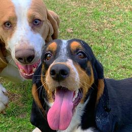 Basset Hounds from Triple B’s Bassets
