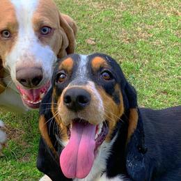 Basset Hounds from Triple B’s Bassets