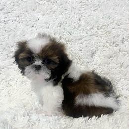 AKC Lena - Tricolor female Shih Tzu puppy in Greenville, South Carolina from Babyface Shih Tzu