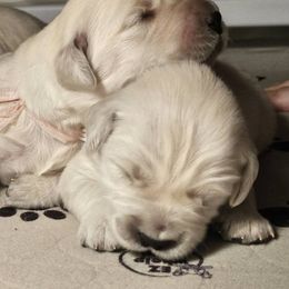 Golden Retriever Puppies from Graceful Goldens