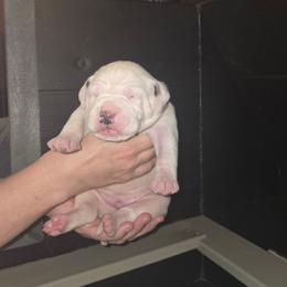 Kane - White and black male American Bulldog puppy in Abita Springs, Louisiana from Slumski's Bulldogs