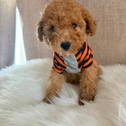 Cooper - Brown male Poodle puppy in Apex, North Carolina from Happy puppies