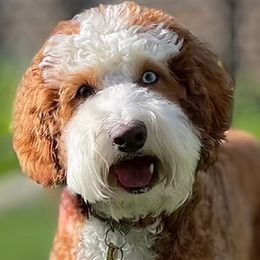 Ice - Australian Labradoodle