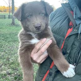 Grizz - Red & white male Australian Shepherd puppy in Lewisburg, Tennessee from Hawkins Working Australian Shepherds
