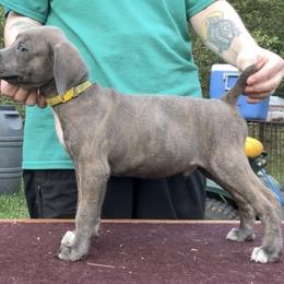 Yellow Collar M - Blue male Mountain Cur puppy in Georgetown, Ohio from Walnut Ridge Mountain Curs
