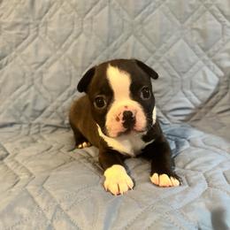 Boy 4 - Black brindle and white male Boston Terrier puppy in Brookville, Ohio from Best Friend Bostons