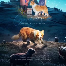 Gambler - Border Collie