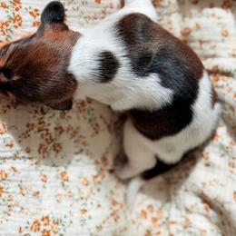 Dachshund Puppies from Drift & Dash Dachshunds