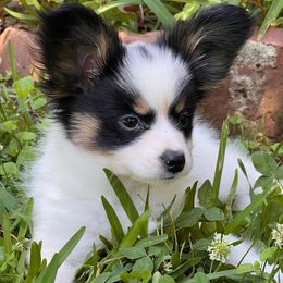 Papillon puppies from Otto’s Papillons