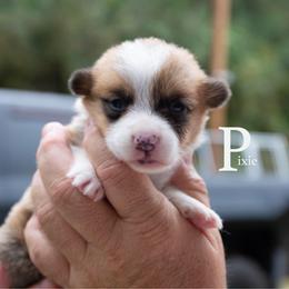 Pixie - Red female Pembroke Welsh Corgi puppy in Manchester, Kentucky from Riverside Corgis