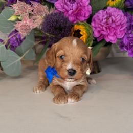 Yoda - Blue - Red male Cavapoo puppy in South Jordan, Utah from Simply Sweet Paws. LLC
