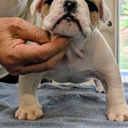 Boy 2 - White male Bulldog puppy in Forsyth, Georgia from Evangeline Bulldogs