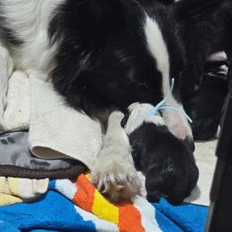 Girl 2 - Black and white female Border Collie puppy in Live Oak, Florida from K&R RANCH KENNELS