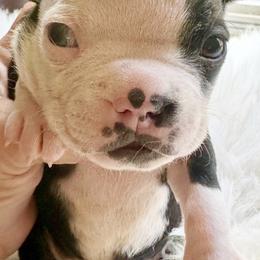 Boy two - Black brindle and white male Boston Terrier puppy in Georgia from KD’s K9 Oasis