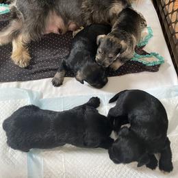 Miniature Schnauzer Puppies from G2G BREEDER