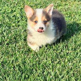 Peter - Blue male Pembroke Welsh Corgi puppy in Ashland, Ohio from SS Australian Shepherds