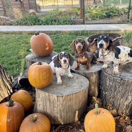 Dachshund Puppies from Wild West Weenies
