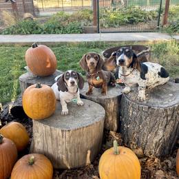 Dachshund Puppies from Wild West Weenies