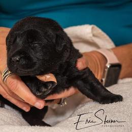 Labrador Retriever Puppies from Brighton Labradors