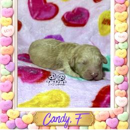 Candy - Cream female Goldendoodle puppy in Simpsonville, South Carolina from D & D Golden Doodles, LLC