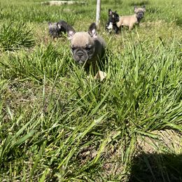 French Bulldog Puppies from Boone County Bulldogs