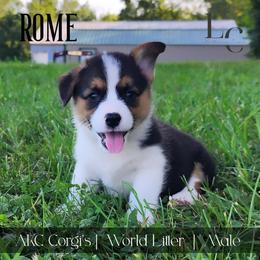 Rome - Black and tan male Pembroke Welsh Corgi puppy in Pine Village, Indiana from NL Horsemanship