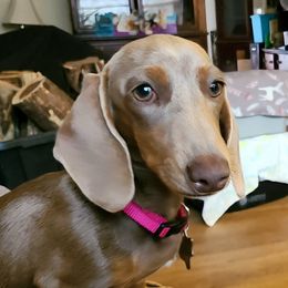 Angel - Special Needs - Fawn (isabella) and tan female Dachshund puppy in Waynesboro, Tennessee from Owl Hollow Farm Miniature Dachshunds