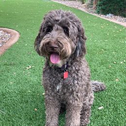 Roxie - Labradoodle