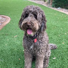 Roxie - Labradoodle