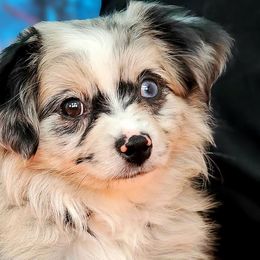 Miniature Australian Shepherds and Toy Australian Shepherds from iHeart Mini Aussies